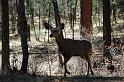 Doe