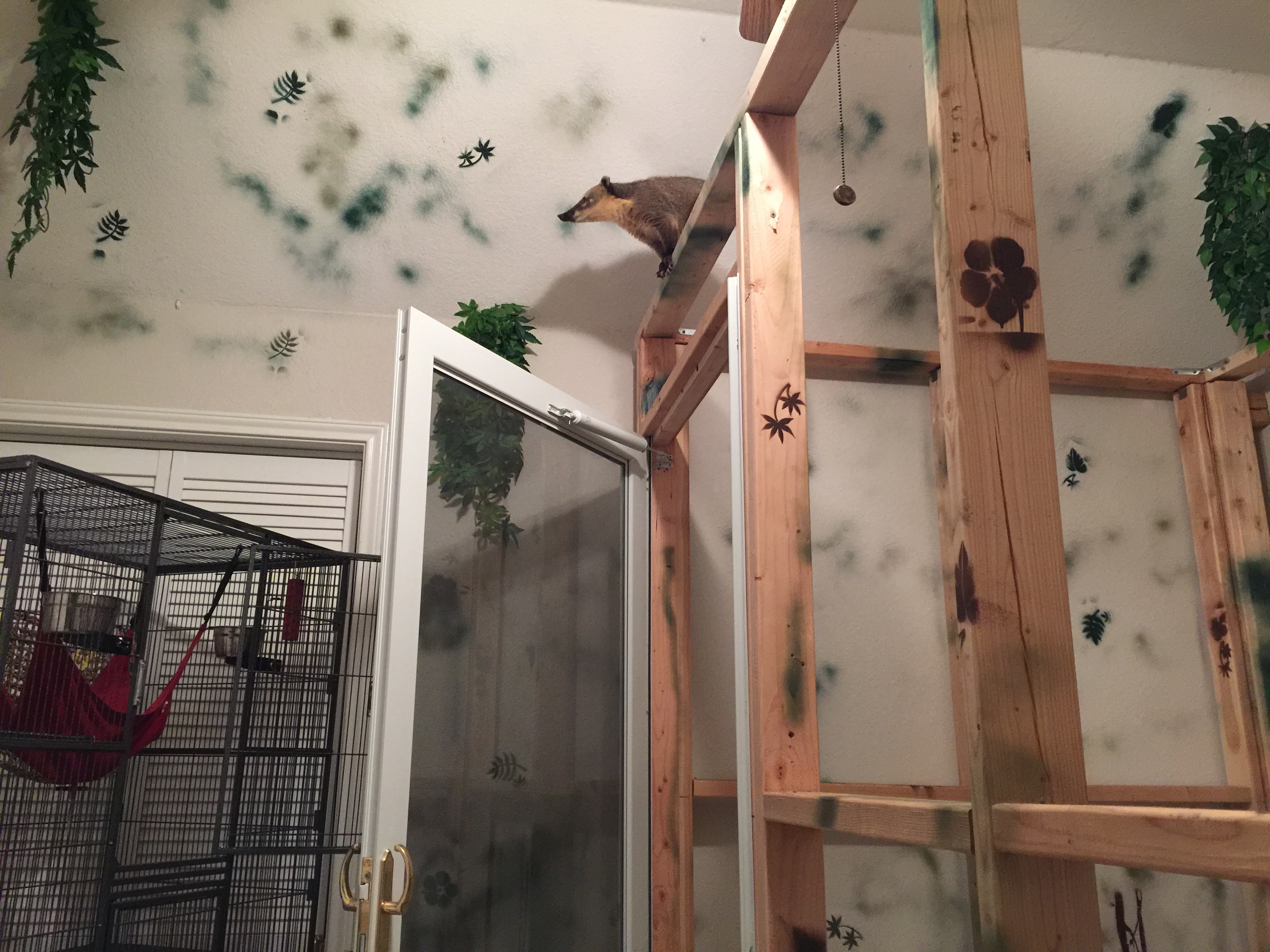 Retooling a large indoor enclosure | Parrot Forum 🦜 Parrot Owners Community