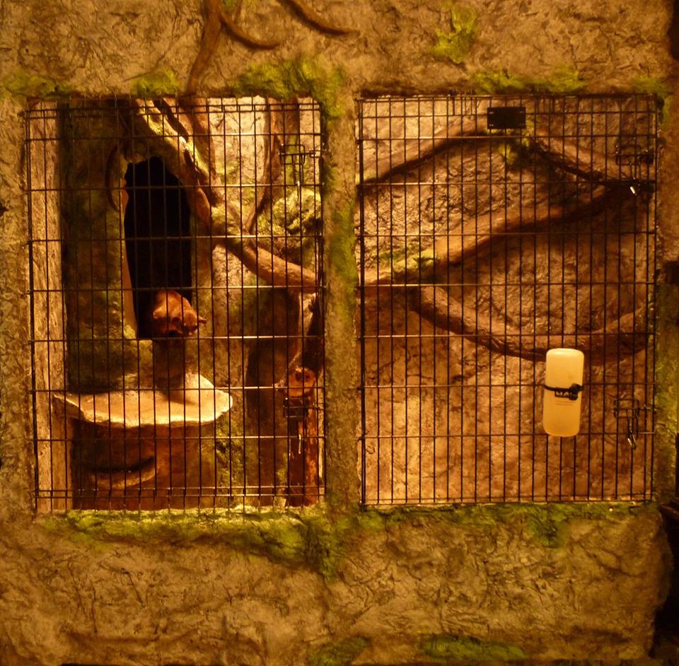 View of Retooling a large indoor enclosure | Parrot Forum 🦜 Parrot Owners Community